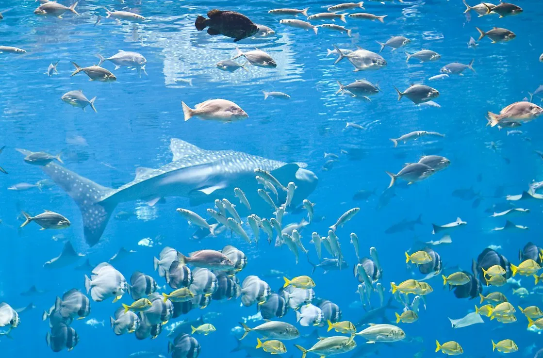 Atlanta Aquarium